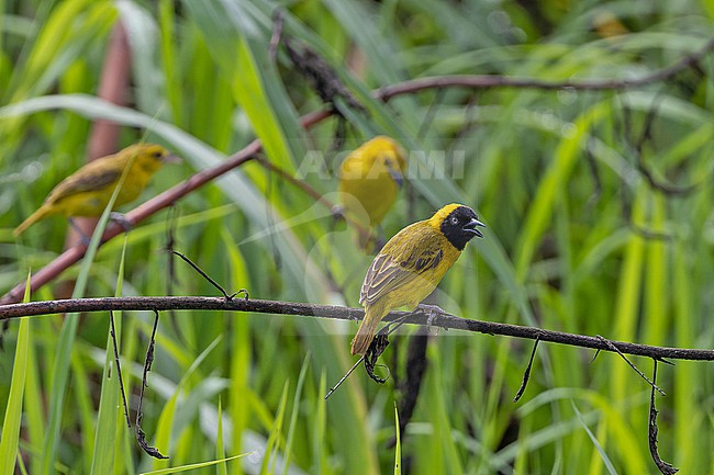 Slender-billed Weaver (Ploceus pelzelni) in Angola. stock-image by Agami/Pete Morris,
