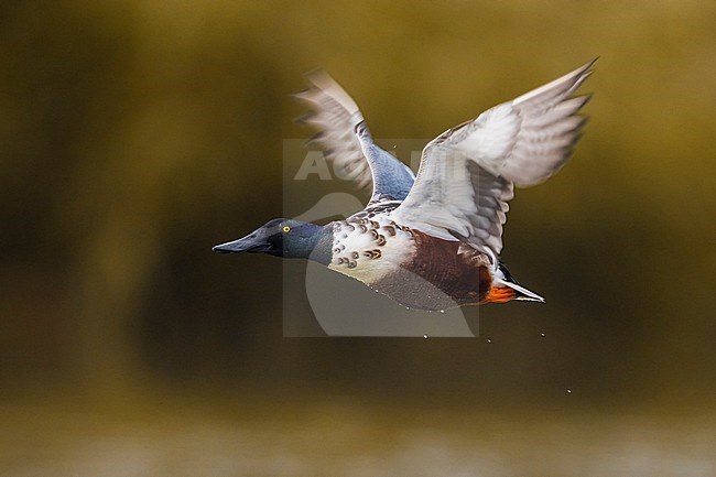 Male Northern Shoveler, Spatula clypeata, in Italy. stock-image by Agami/Daniele Occhiato,