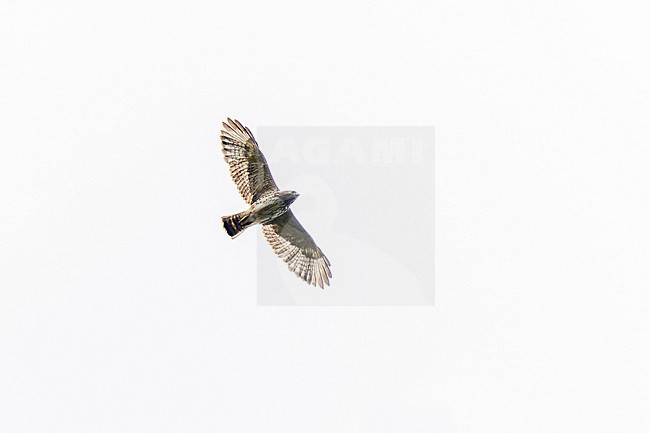 Broad-winged Hawk (Buteo platypterus) in Puerto Rico. stock-image by Agami/Pete Morris,