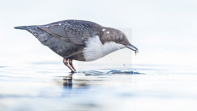 White-throated Dipper ssp cinlus (Cinclus cinclus cinclus, Black-bellied Dipper) stock-image by Agami/Lennart Verheuvel,