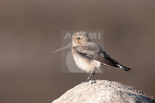 Pied Wheatear (Oenanthe pleschanka), side view of juvenile bird on the top of a rock. Rare vagrant in Finland. stock-image by Agami/Kari Eischer,