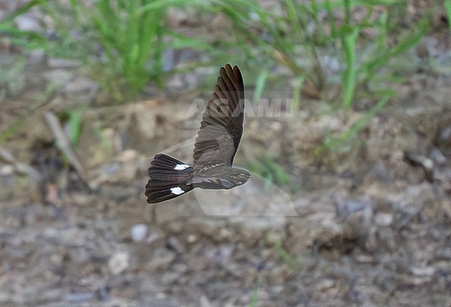 Spix's (formerly Band-tailed) Nighthawk (Nyctiprogne leucopyga) adult in flight stock-image by Agami/Andy & Gill Swash ,