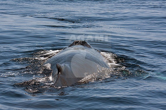 Bultrug zwemmend voor de kust nabij Boston; Humpback Whale (Megaptera novaeangliae) swimming offshore at the East coast of the United States. stock-image by Agami/Bas Haasnoot,