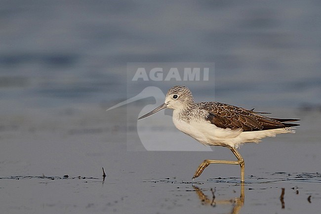 Common Greenshank (Tringa nebularia) wading in shallow water at Vestsjælland, Denmark. Presumed of  first summer age. stock-image by Agami/Helge Sorensen,