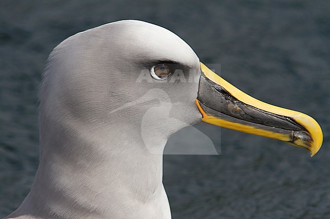 Portrait of a Buller's Albatross against a clear green sea of the coast of Stewart Island, New Zealand. stock-image by Agami/Jacob Garvelink,