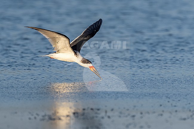 Black Skimmer (Rynchops niger) flying over water in Florida USA. stock-image by Agami/Marcel Burkhardt,