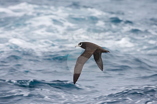 Witkinstormvogel in vlucht; Spectacled Petrel in flight stock-image by Agami/Marc Guyt,