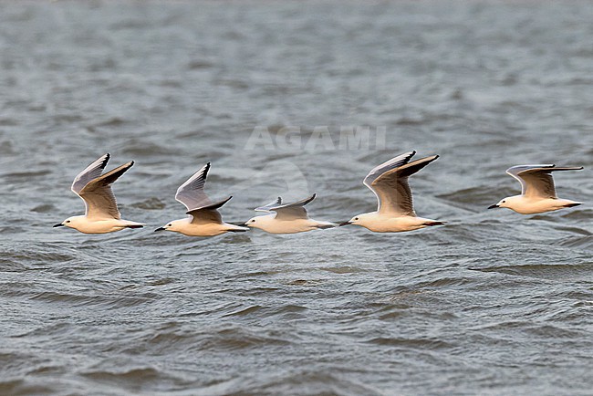 Flock of five Slender-billed Gulls (Chroicocephalus genei) in adult summer plumage. stock-image by Agami/David Monticelli,