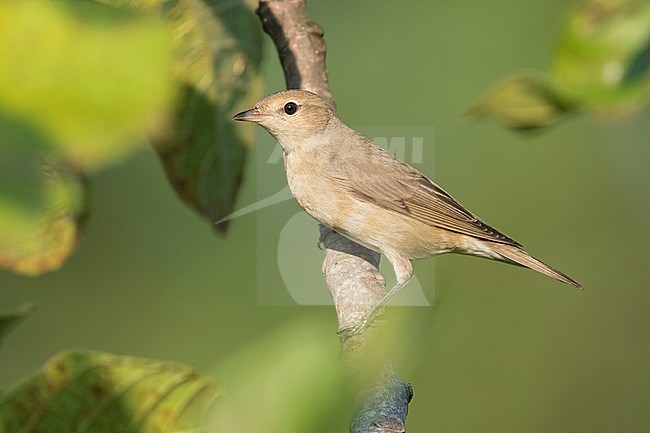 Garden Warbler (Sylvia borin), side view of a juvenile perched on a branch, Campania, Italy stock-image by Agami/Saverio Gatto,