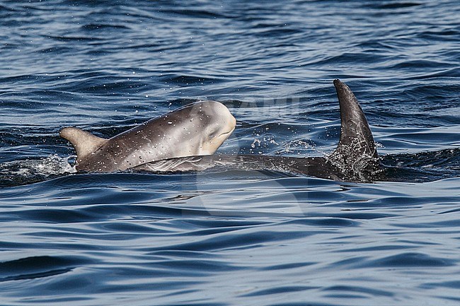 Risso's Dolphins (Grampus griseus)s swimming off the Shetland Islands. stock-image by Agami/Hugh Harrop,