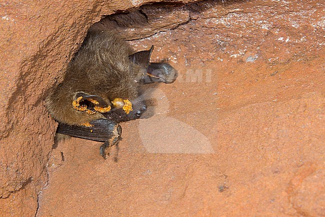 Serotine hibernating in a batcave stock-image by Agami/Theo Douma,