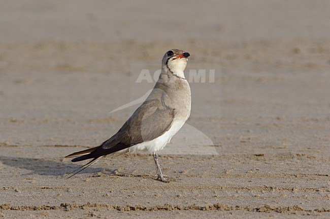 Vorkstaartplevier staand op grond; Collared Pratincole perched on ground stock-image by Agami/Karel Mauer,