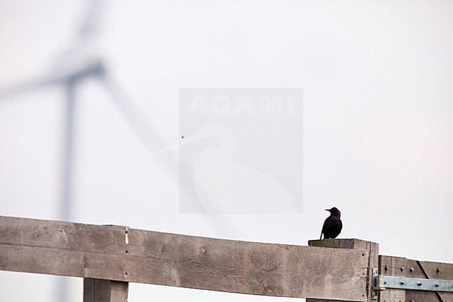 spreeuw kijkt naar windmolen, sturnus vulgaris, common starling looks at windmill stock-image by Agami/Arjan van Duijvenboden,