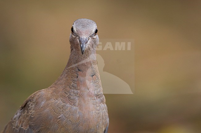 Laughing Dove - Palmtaube - Streptopelia senegalensis ssp. cambayensis, Turkey, juvenile stock-image by Agami/Ralph Martin,