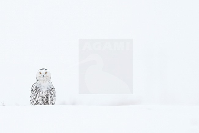 Snowy Owl (Bubo scandiacus) in snow covered landscape in Ontario Canada. stock-image by Agami/Marcel Burkhardt,