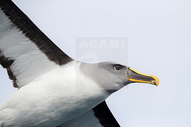 Adult Northern Buller's Albatross (Thalassarche bulleri platei) passing by, close overhead, at sea in subantarctic New Zealand. stock-image by Agami/Marc Guyt,