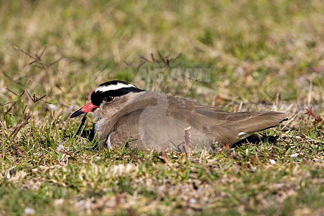 Crowned Lapwing (Vanellus coronatus) on its nest. stock-image by Agami/Marc Guyt,