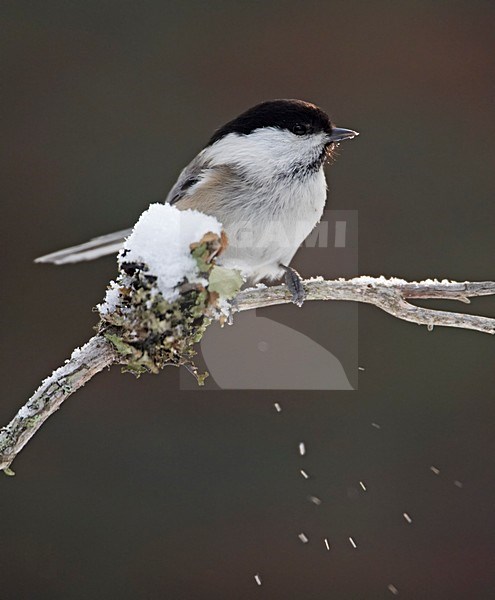 Matkop op tak met sneeuw; Willow Tit on branch with snow stock-image by Agami/Markus Varesvuo,