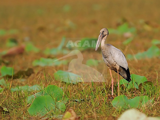 Indische Gaper, Asian Openbillr stock-image by Agami/Alex Vargas,