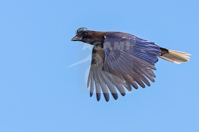 Curl-crested Jay (Cyanocorax cristatellus) flying in the Pantanal of Brazil. stock-image by Agami/Glenn Bartley,