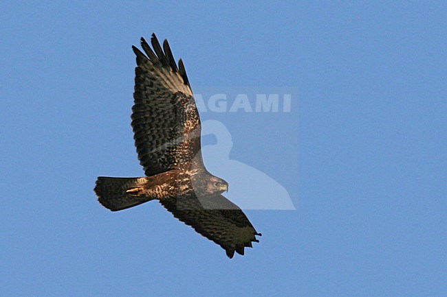 Common Buzzard flying; Buizerd vliegend stock-image by Agami/Bas Haasnoot,