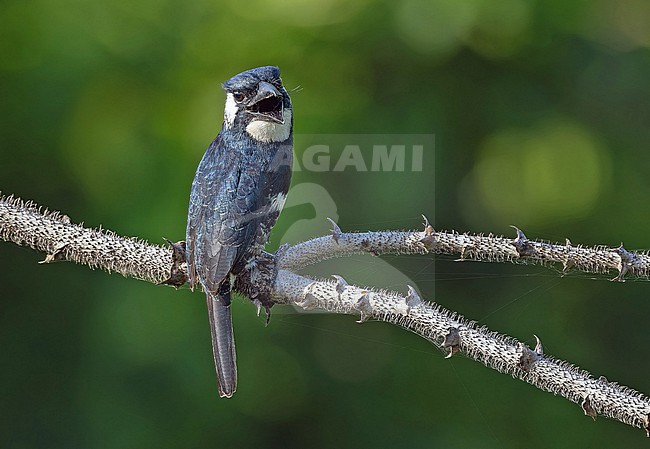 Black-breasted Puffbird (Notharchus pectoralis) in Panama. stock-image by Agami/Pete Morris,