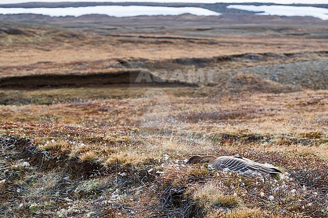 Adult Pink-footed Goose (Anser brachyrhynchus) lying flat on its nest during the breeding season on the tundra of Iceland. stock-image by Agami/Daniele Occhiato,