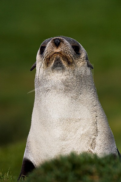 Antarctische Pelsrob, Antarctic Fur Seal, Arctocephalus gazella stock-image by Agami/Marc Guyt,