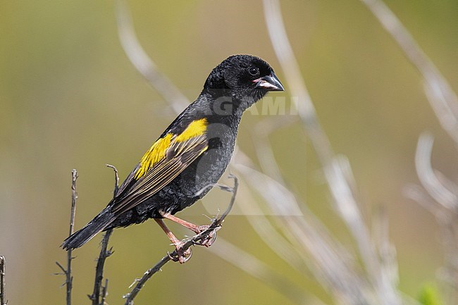 Yellow Bishop (Euplectes capensis), side view of an adult male in breeding plumage perched on a branch, Western Cape, South Africa stock-image by Agami/Saverio Gatto,
