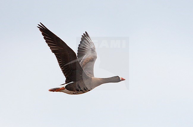 Dwerggans; Lesser White-fronted Goose, Varanger, Norway, June 2008 stock-image by Agami/Jari Peltomäki,