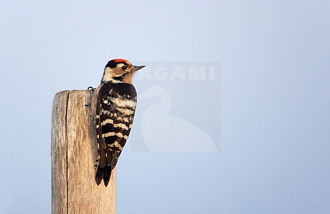 Mannetje Kleine Bonte Specht; Male Lesser Spotted Woodpecker stock-image by Agami/Markus Varesvuo,