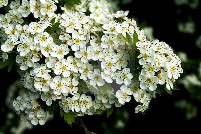Meidoorn in bloei; Hawthorn in bloom stock-image by Agami/Marc Guyt,