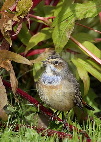 Bluethroat Finland September stock-image by Agami/Tomi Muukkonen,