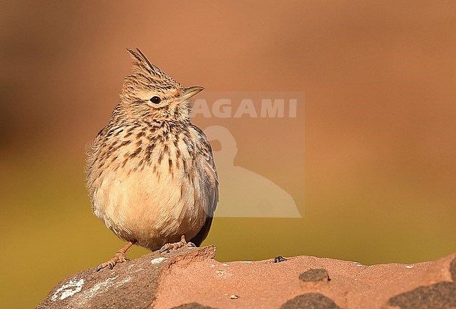 Thekla's Lark (Galerida theklae) at Oukaimeden, Morocco stock-image by Agami/Eduard Sangster,