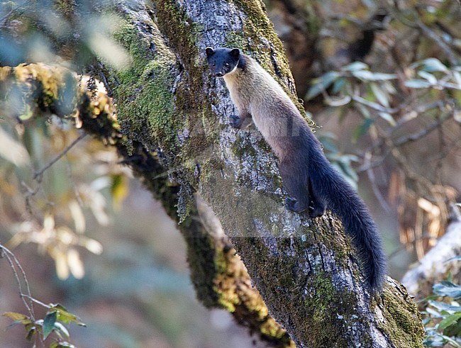 Himalayan Yellow-throated Marten (Martes flavigula) in upper Himalayan subtropical forest. stock-image by Agami/Marc Guyt,