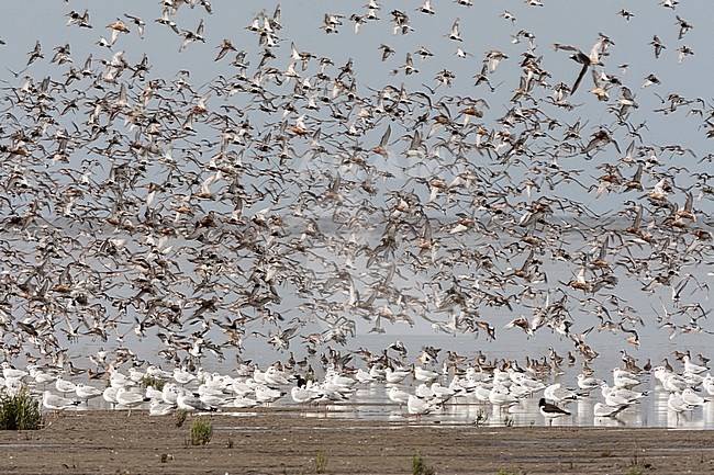 Grote groepen vogels in Westhoek; Bird flocks at Westhoek stock-image by Agami/Marc Guyt,