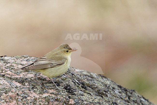 Spotvogel op de grond; Icterine Warbler on the ground stock-image by Agami/Markus Varesvuo,