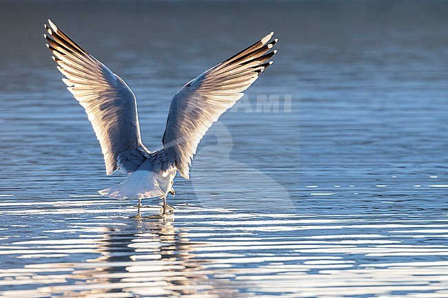 Adult European Herring Gull (Larus argentatus) in Katwijk, Netherlands. Photographed with backlight. Landing on the water. stock-image by Agami/Marc Guyt,