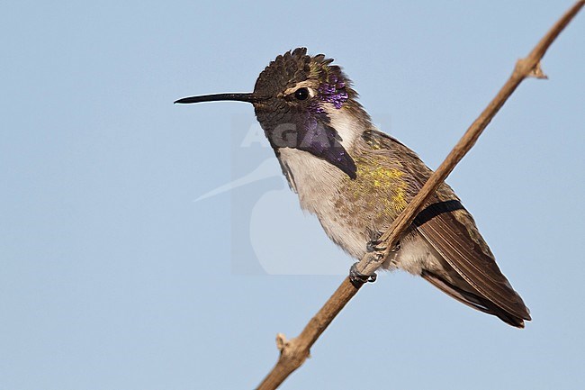 Adult male 
San Diego Co., CA 
April 2011 stock-image by Agami/Brian E Small,