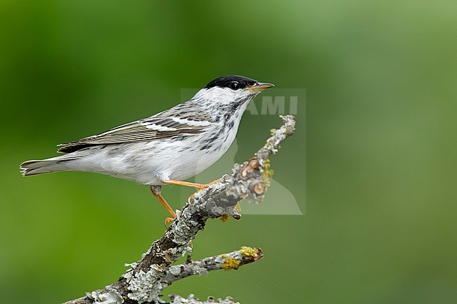 Adult male Blackpoll Warbler (Dendroica striata) during spring migration in Galveston County, Texas, USA. stock-image by Agami/Brian E Small,