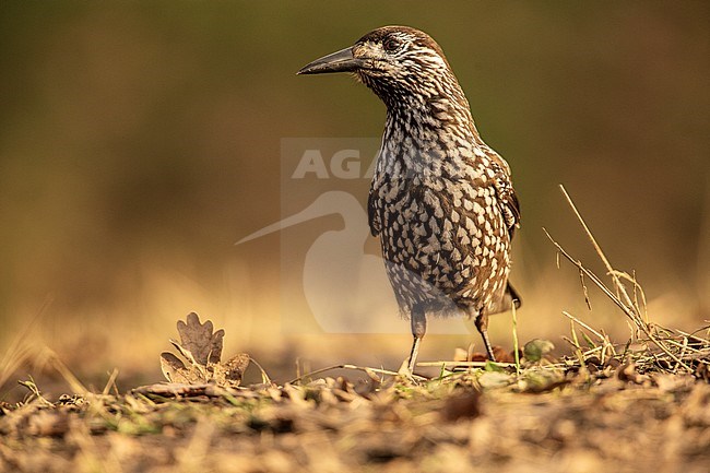 Spotted Nutcracker; Nucifraga caryocatactes stock-image by Agami/Wil Leurs,