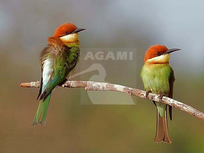 Bruinkopbijeneter zittend op tak, Chestnut-headed Bee-eater perched on branch stock-image by Agami/Alex Vargas,
