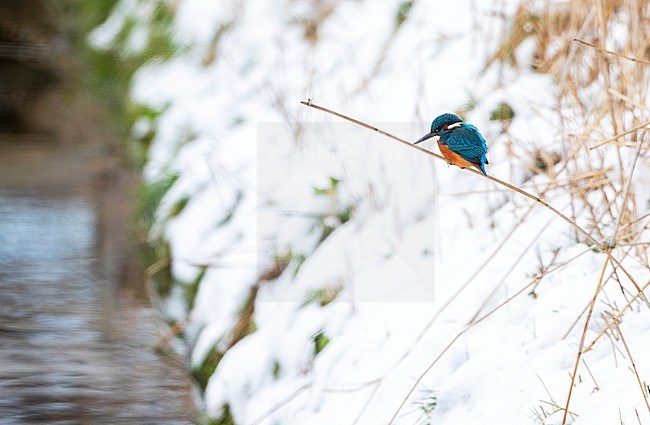 Common Kingfisher (Alcedo atthis) sitting on a reed stem along a small bit of open water during a cold winter at Lentevreugd, Wassenaar, in the Netherlands. stock-image by Agami/Marc Guyt,