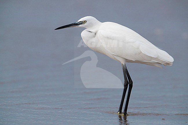 Little Egret (Egretta garzetta), side view of an individual standing in the water in Campania (Italy) stock-image by Agami/Saverio Gatto,