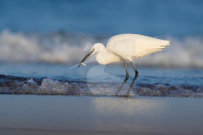 Little Egret (Egretta garzetta), adult catching fish on the shore stock-image by Agami/Saverio Gatto,