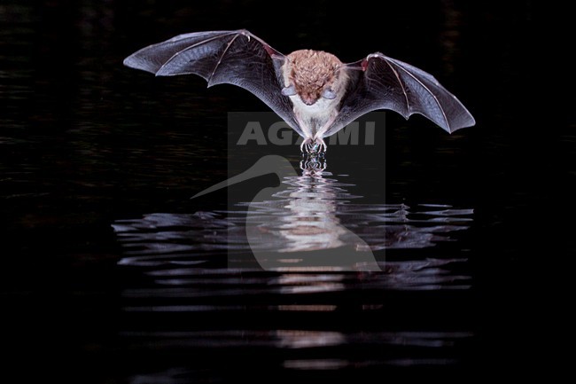 Watervleermuis jagend boven water; Daubentons bat hunting near water stock-image by Agami/Theo Douma,