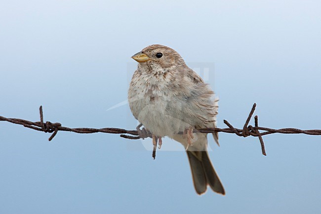 Grauwe Gors op prikkeldraad Lesbos Griekenland, Corn Bunting at barbed wire Lesvos Greece stock-image by Agami/Wil Leurs,