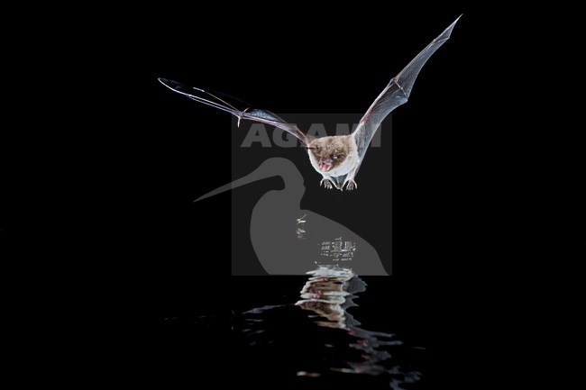 Watervleermuis jagend boven water; Daubentons bat hunting near water stock-image by Agami/Theo Douma,