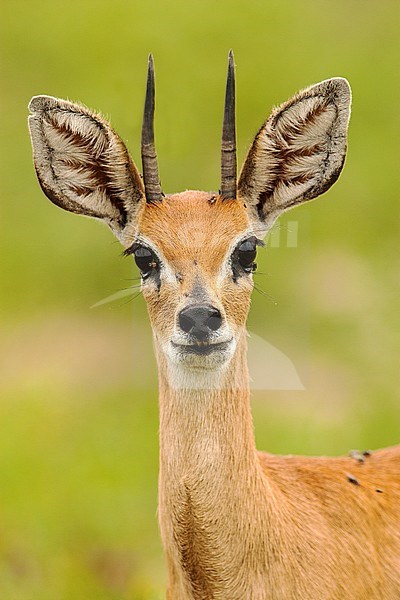 Mannetje Steenbokantilope, Male Steenbok stock-image by Agami/Wil Leurs,