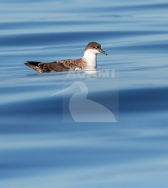 Great Shearwater (Puffinus gravis) swimming at sea offshore the Azores, Portugal. stock-image by Agami/Marc Guyt,